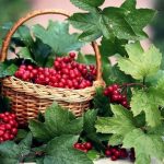 Рецепты чая с калиной
