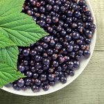 Полезные свойства смородины: применение и рецепты