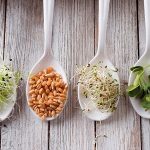 Как прорастить пшеницу