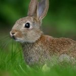 Дитячі віршики про зайчика українською мовою