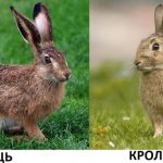 Цікаво для дітей: чим відрізняється заєць від кролика?