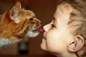 Советы родителям: если ребенок хочет завести кота
