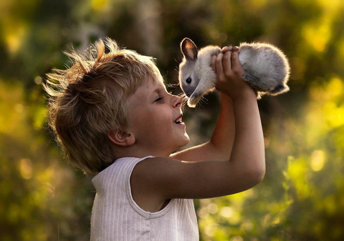 Кролик для ребенка: как выбрать и ухаживать