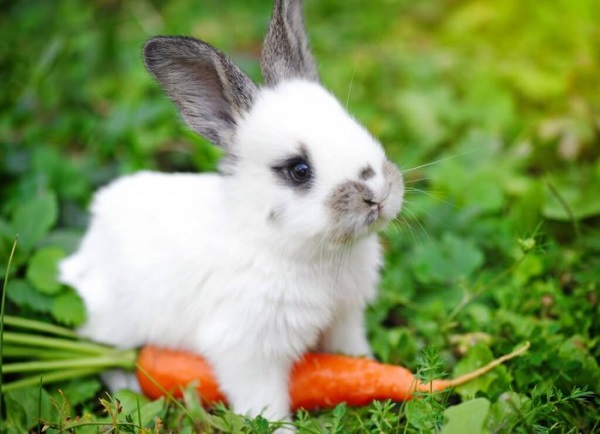 кролик, трава, животные, природа