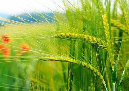 україна, поле, жито, рожь, трава, природа, лето, растения