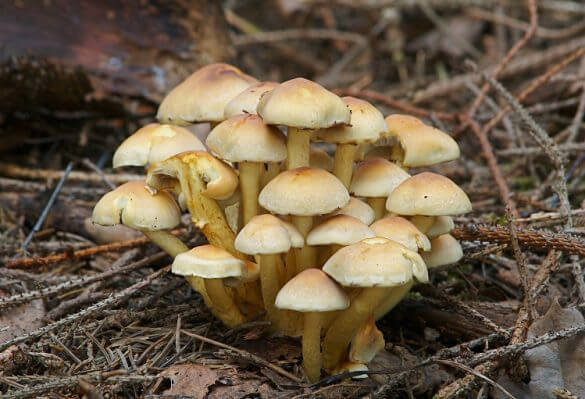 10 найотруйніших грибів України: фото та опис