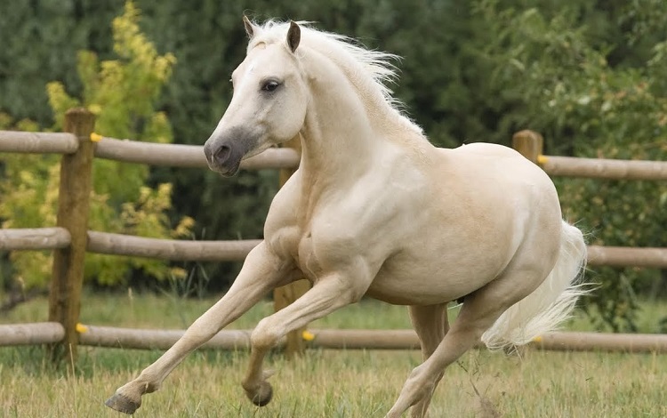 білий кінь